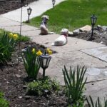 dog laying in sun