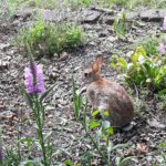 rabbit in garden